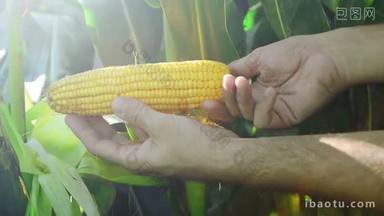 在收获季节之前检查年轻玉米芯的耕地的农业玉米田的农民.